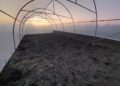 Un nou început în grădină: cum a descoperit o familie bucuria cultivării cu ajutorul unui solar de grădină de la solarii-izosun.ro
